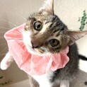 そうくん♡人馴れ抜群☆膝乗り猫です