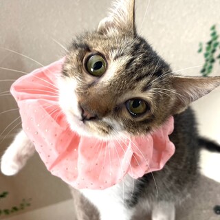 そうくん♡人馴れ抜群☆膝乗り猫です