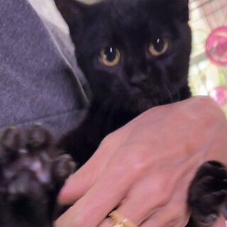 甘えん坊♡小さな黒猫ちゃん♡7ヶ月♡子猫