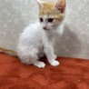 生後2か月‼️ほのぼのキャット❤ぽこぽん サムネイル3
