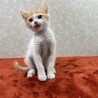 生後2か月‼️ほのぼのキャット❤ぽこぽん サムネイル4