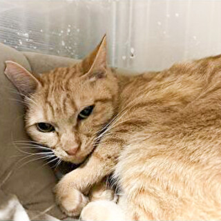 【3/22⭐️堺東にて譲渡会】参加猫ちびくん