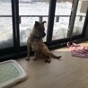 サンルームで日向ぼっこ、冬でも暖か