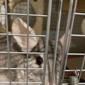 チンチラ　シナモン　オス　四歳