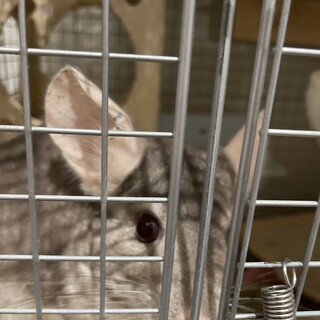 チンチラ　シナモン　オス　四歳