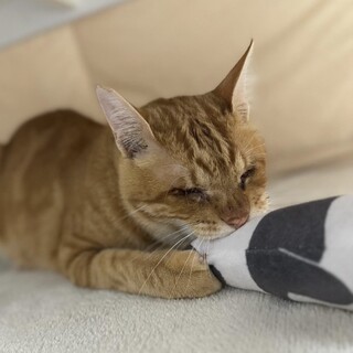 全盲な茶トラ男子　たい君㊗️トライアルスタート