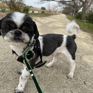 人が大好きな甘えん坊のモモタロウくん