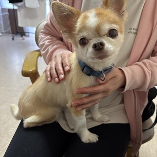 抱っこ大好きな甘えん坊のニョッキ