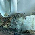 イエロー×パールホワイトの里親を募集いたします