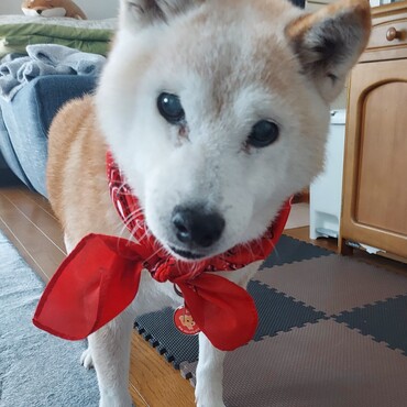赤いリボンの日♥️もう啓蒙活動は無理だけど(;´∀｀)繁殖引退葵。16歳元気です♪