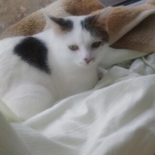 白三毛のミラちゃん、里親さん募集