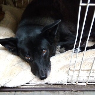 仮名　げんくん