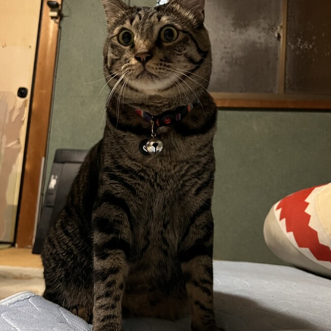 吉野787のカバー写真