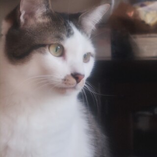 白キジのポンちゃん里親さん募集