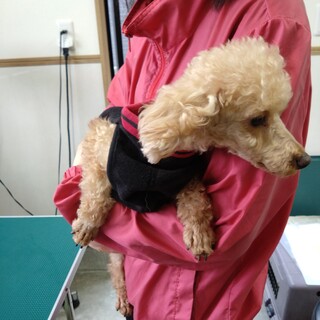 かわいいプードルの女の子５歳