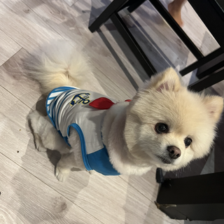 ポメラニアン