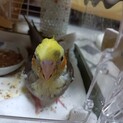 縁が途絶え再募集です。オカメインコ雄3ヶ月