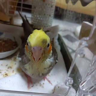 縁が途絶え再募集です。オカメインコ雄3ヶ月