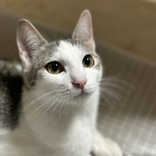 ちょっぴり控えめ☆甘えん坊のイケメン兄弟　タイシ♂