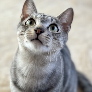 超甘えん坊のかまってちゃん♡イケメン兄弟　ケント♂