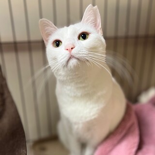 美猫で甘えん坊のハニーちゃん