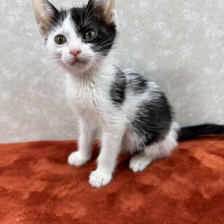 生後2か月‼️クールに甘える❤てんてん