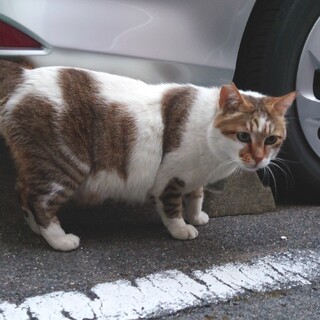 抱きしめずにはいられない魅惑のボディ♡ぶっちゃん