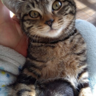 ☆アメショ柄の女の子