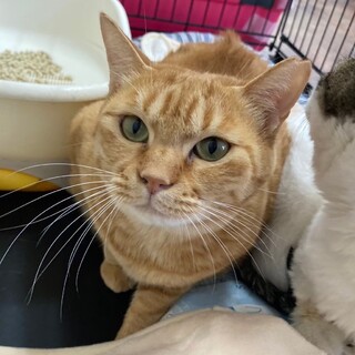 ジャパニーズボブテール、茶トラの女の子『あずき』