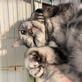 アメショーのピーちゃん