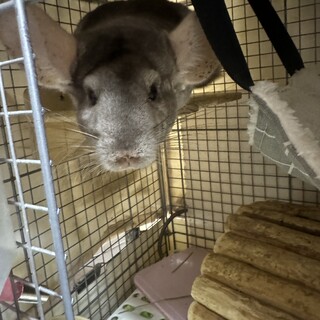 チンチラ シナモン 女の子