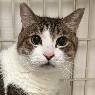 2/25赤羽譲渡会♡大ちゃん慣れる甘えん坊☆