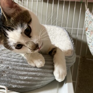 個性的な顔が印象的