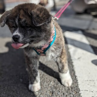 赤虎秋田犬パピー「誉-ほまれ」