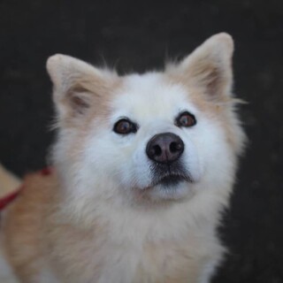 ふわふわで人懐こいノイ君