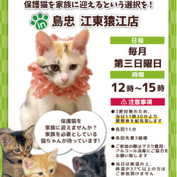 保護猫の譲渡会