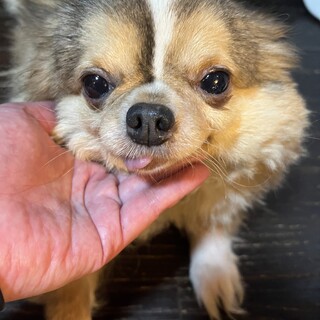 ぽっちゃりチワワくん