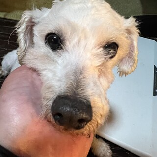 元気いっぱいトイプードルちゃん