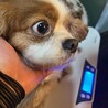 明るい性格のキャバリアくん サムネイル3