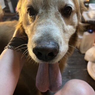 食いしん坊なゴールデンちゃん