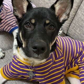 「オレオ」男の子