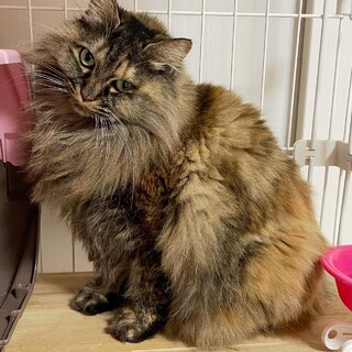 【3/31芝浦】たてがみゴージャス麦わら長毛はるひ