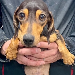 24-M19　おめめくりくり可愛すぎ！！