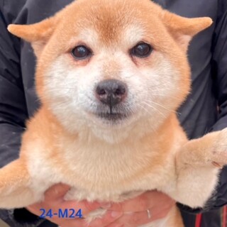 ★シニアにチャンスを★豆柴８歳前後