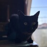 黒猫1歳　控えめな女の子　たんぽぽちゃん サムネイル2