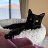 黒猫1歳　控えめな女の子　たんぽぽちゃん サムネイル7