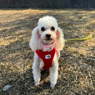 デリケートなお嬢様【ハンちゃん】