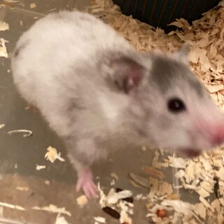 ゴールデンハムスター 約2ヶ月 多分メス