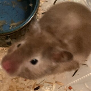 ゴールデンハムスター 約4ヶ月 メス