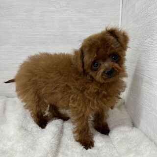 セン君(約４ヶ月)トイプードル♂